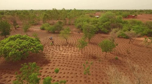La culture par Zaï - pour rendre vie aux sols dégradés